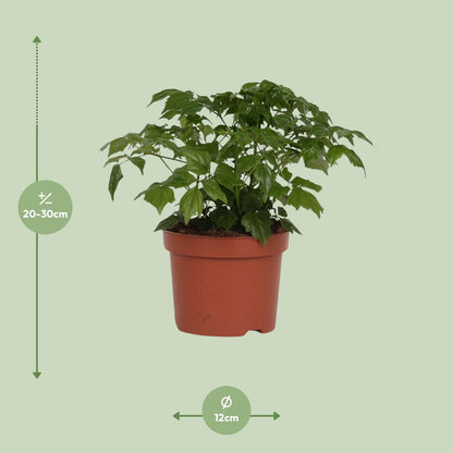 Kamerplant - Rademachera Sinica - Pot Ø 12cm Hoogte ↕ 27cm