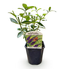 Buitenplant - Buddleja davidii 'Empire Blue' - Winterhard - Pot Ø 17cm Hoogte ↕ 45cm
