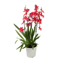 Kamerplant - Orchidee Cambria Nelly Isler - Pot Ø 19cm Hoogte ↕ 70cm