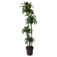 XL kamerplant - Dracaena Dorado - Pot Ø 27cm Hoogte ↕ 170cm