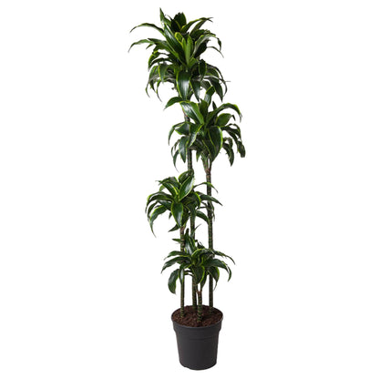 XL kamerplant - Dracaena Dorado - Pot Ø 27cm Hoogte ↕ 170cm