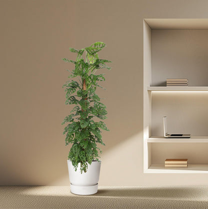 Kamerplant - Monstera Monkey Leaf - Mosstok - Pot Ø 27cm Hoogte ↕ 170cm
