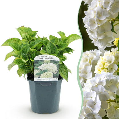 Buitenplant - Hydrangea macrophylla Blue - Bloeiend - Pot Ø 17cm Hoogte ↕ 30cm