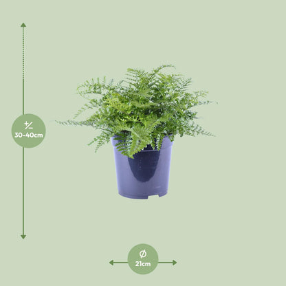 Kamerplant - Asplenium Parvati - Pot Ø 21cm Hoogte ↕ 40cm