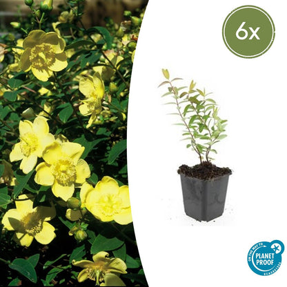 Buitenplant 6x Hypericum 'Hidcote' - Bloeiend - Pot Ø 9cm Hoogte ↕ 10-25cm