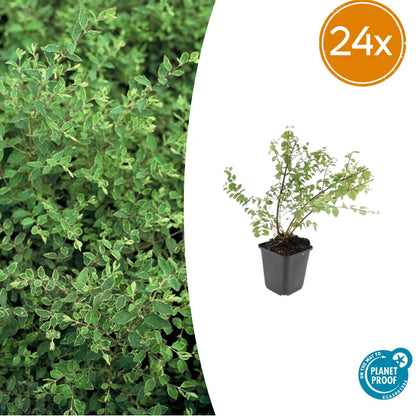 Buitenplant 24x Symphoricarpos chenaultii 'Hancock' - Bodembedekker - Pot Ø 9cm Hoogte ↕ 10-25cm
