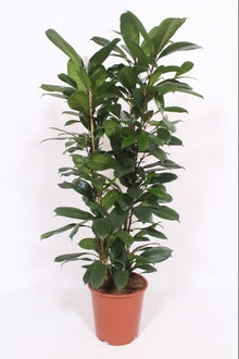 XL Kamerplant - Ficus Cyathistipula - Pot Ø 27cm Hoogte ↕ 120cm