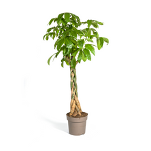 XL kamerplant - Pachira Aquatica - Pot Ø 30cm Hoogte ↕ 160-180cm