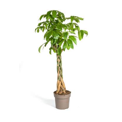 XL kamerplant - Pachira Aquatica - Pot Ø 30cm Hoogte ↕ 160-180cm