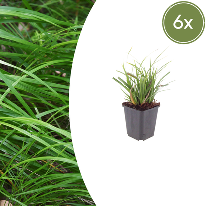 Buitenplant 6x Carex morrowii - Pot Ø 9cm Hoogte ↕ 10-25cm