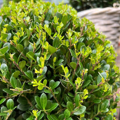 Buitenplant 2x Ilex crenata 'Jenny' Bol XL - Pot Ø 25cm