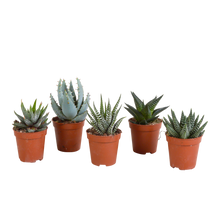 Kamerplant 5x Gasteria/Haworthia mix - Zonder pot Ø 5,5cm