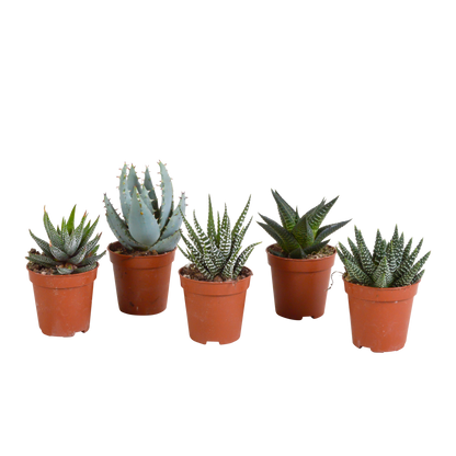 Kamerplant 5x Gasteria/Haworthia mix - Zonder pot Ø 5,5cm