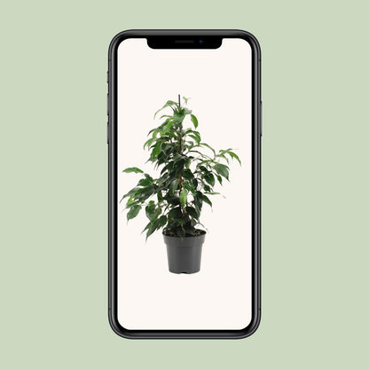 Kamerplant - Ficus Benjamina Danielle - Pot Ø 14cm Hoogte ↕ 55cm