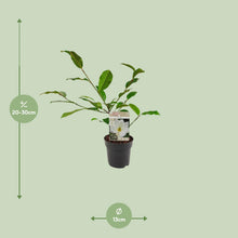 Kamerplant - Michelia Fairy Magnolia Cream - Pot Ø 13cm Hoogte ↕ 25cm
