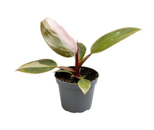 Kamerplant - Philodendron Pink Princess - Pot Ø 6cm Hoogte ↕ 12cm