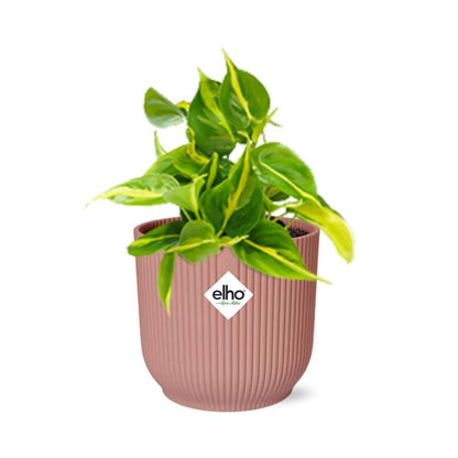 Kamerplant - Philodendron Scandens 'Brasil' - Pot Ø 14cm