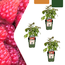 Buitenplant 3x Biologische frambozenplanten - Pot Ø 13cm Hoogte ↕ 20cm