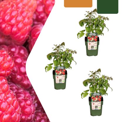 Buitenplant 3x Biologische frambozenplanten - Pot Ø 13cm Hoogte ↕ 20cm