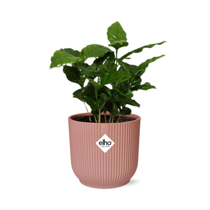 Kamerplant - Coffea Arabica - Pot Ø 14cm