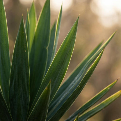 Kamerplant - Yucca Elephantipes - Inclusief zeegras mand - Pot Ø 21cm Hoogte ↕ 90cm