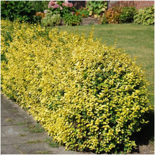 Buitenplant 6x Euonymus fortunei 'Emerald Gold' - Winterhard - Pot Ø 9cm Hoogte ↕ 10-25cm