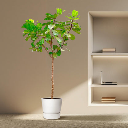 XL kamerplant - Ficus Lyrata boom XXXL - Pot Ø 45cm Hoogte ↕ 270cm