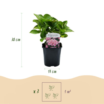 Buitenplant 3x Hydrangea macrophylla - Bloeiend - Pot Ø 17cm Hoogte ↕ 30cm