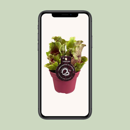 Kamerplant - Sarracenia - Pot Ø 12cm Hoogte ↕ 20cm