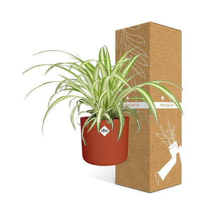 Kamerplant - Chlorophytum Comosum Variegatum - Pot Ø 14cm