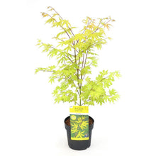 Buitenplant - Acer palmatum 'Anne Irene' - Pot Ø 19cm Hoogte ↕ 40cm