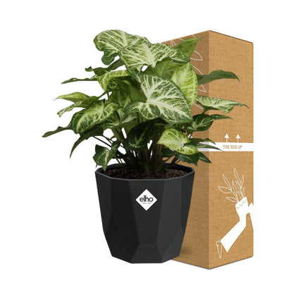 Kamerplant - Syngonium Arrow - Pot Ø 14cm