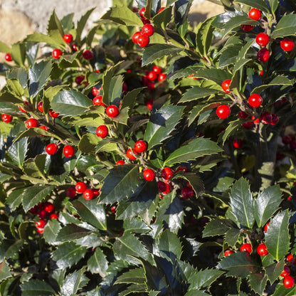 Buitenplant - Ilex meserveae 'Blue Maid' op stam - Winterhard, Rode bes - Pot Ø 19cm Hoogte ↕ 90cm