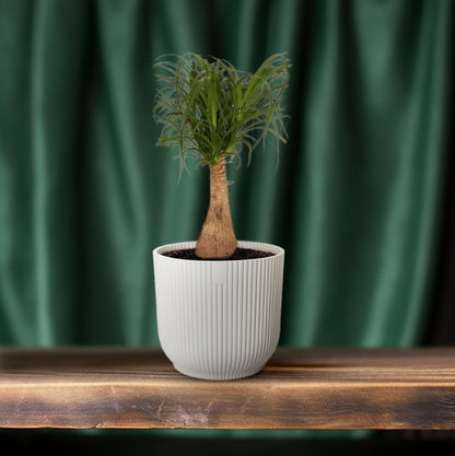 Kamerplant - Beaucarnea Nolina - Pot Ø 19cm Hoogte ↕ 60cm