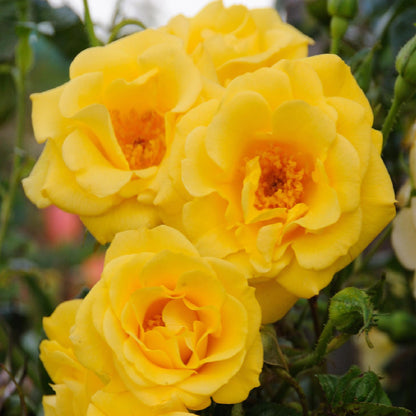 Buitenplant 2x Rosa 'Spring Queen' - Klimroos - Bloeiend - Pot Ø 11cm Hoogte ↕ 40cm