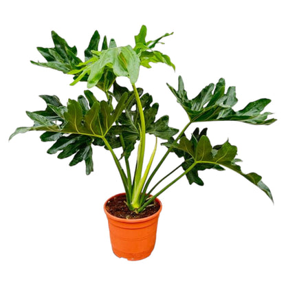 Kamerplant - Philodendron Selloum - Pot Ø 22cm Hoogte ↕ 60cm