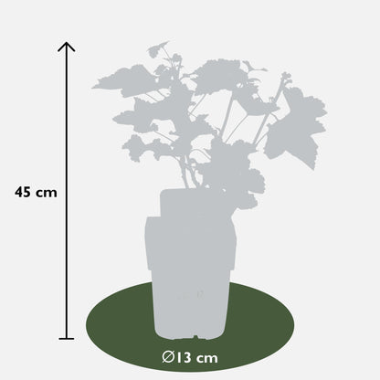 Buitenplant - Ribes rubrum 'Jonkheer van Tets' - Aalbes - Pot Ø 13cm Hoogte ↕ 45cm