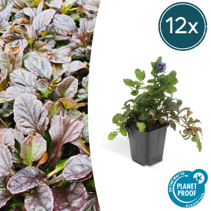 Buitenplant 12x Ajuga reptans - Bodembedekker - Pot Ø 9cm Hoogte ↕ 10-25cm