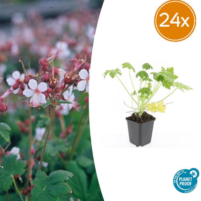 Buitenplant 24x Geranium macr. 'Spessart' - Bloeiend - Pot Ø 9cm Hoogte ↕ 10-25cm