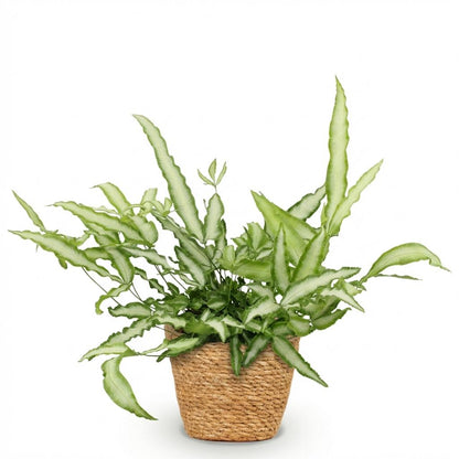 Kamerplant - Pteris cretica Albolineata - Lintvaren - Pot Ø 12cm Hoogte ↕ 20cm