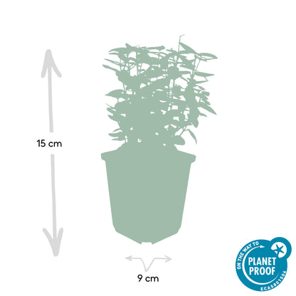 Buitenplant 60x Euonymus fort. 'Emerald 'n Gold' - Pot Ø 9cm Hoogte ↕ 10-25cm
