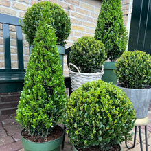 Buitenplant - Ilex Piramide - Pot Ø 21cm Hoogte ↕ 55cm