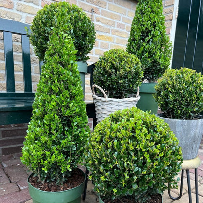 Buitenplant - Ilex Piramide - Pot Ø 21cm Hoogte ↕ 55cm