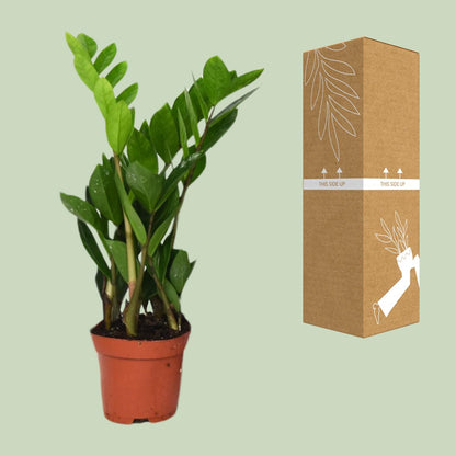 Kamerplant - Zamioculcas Zamiifolia - Pot Ø 12cm Hoogte ↕ 40cm