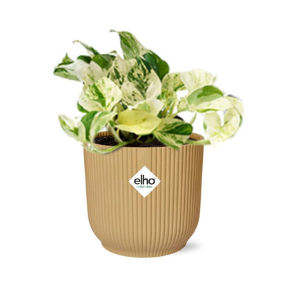 Kamerplant - Epipremnum Pinnatum Happy Leaf - Pot Ø 14cm
