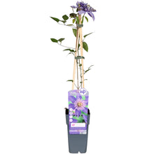 Buitenplant - Clematis 'Multi Blue' - Bloeiend - Pot Ø 15cm Hoogte ↕ 65cm
