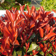 Buitenplant 6x Photinia fraseri Red Robin - Groenblijvend - Pot Ø 17cm Hoogte ↕ 50cm