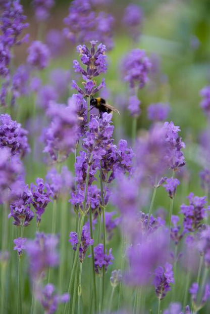 Buitenplant 12x Lavandula ang. 'Munstead' - Bloeiend - Pot Ø 9cm Hoogte ↕ 10-25cm