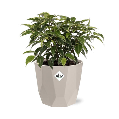Kamerplant - Ficus Benjamina Kinky - Pot Ø 14cm
