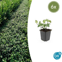 Buitenplant 6x Euonymus fort. 'Dart's Blanket' - Winterhard - Pot Ø 9cm Hoogte ↕ 10-25cm